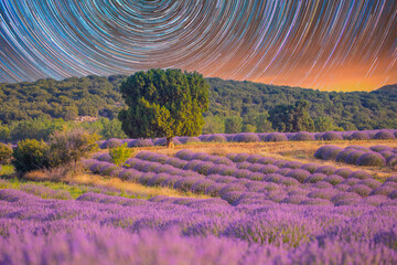 Lavender field Isparta and Turkey