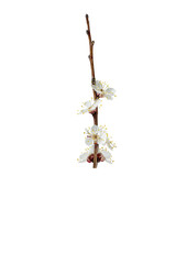 Branch with white flowers . Spring flowering of fruit trees. Delicate white flowers. branch with buds and white flowers of apricot, cherry, sakura. Isolate on white.   PNG format available
