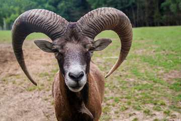 Bighorn sheep. Ovis canadensis. The wild nature