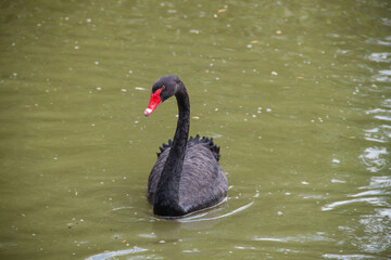 Fototapeta premium Black swan on a green lake.
