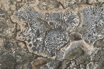 coral fossil texture