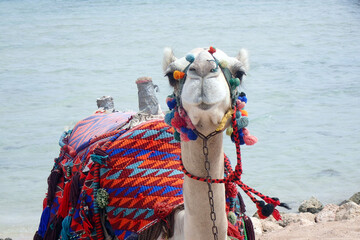 camel is resting near the sea