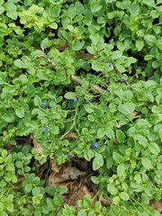 blueberries plant from forest