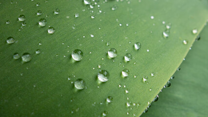 Green tulip leaf covered with small raindrops