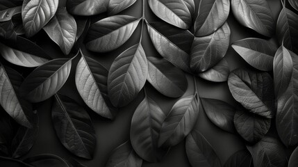 Monochrome Leaves in Nature