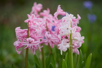 beautiful white and pink hyacinth flowers in a garden.