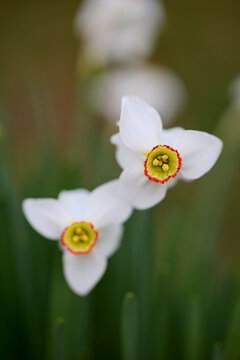 close up with (Narcissus poeticus), in a garden.