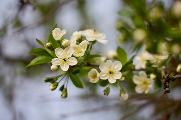 close up with the flowers of a cherry