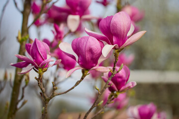 Close up with the flowers of a magnolia.