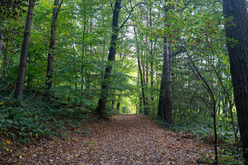 Path through a forest in autumn - 773872944