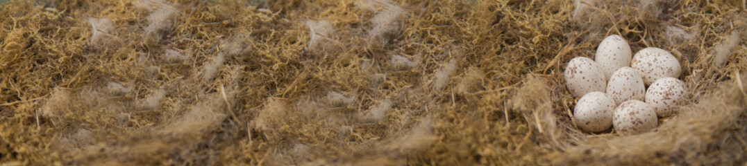 Bird eggs in the nest. The texture is natural hay and a nest with eggs