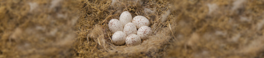 Bird eggs in the nest. The texture is natural hay and a nest with eggs