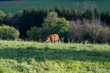 Obraz na płótnie Canvas A cow in a green pasture