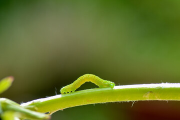 Green caterpillar on a plant stem - 773873964
