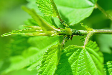 Many aphids and a ant  on a plant - 773873986