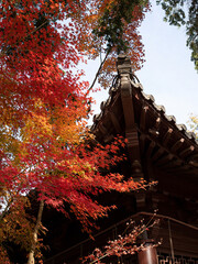 Chinese architecture and maple leaves in autumn