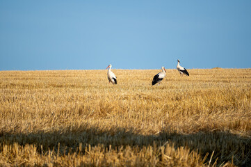 Storks  on a stubble field - 773874708