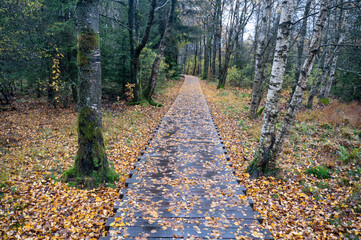 Wooden path in the Black Moor after a rain in autumn - 773874750