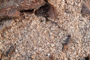 Sawn tree. Deforestation. Harvesting of lumber and firewood