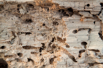 Sawn tree. Deforestation. Harvesting of lumber and firewood