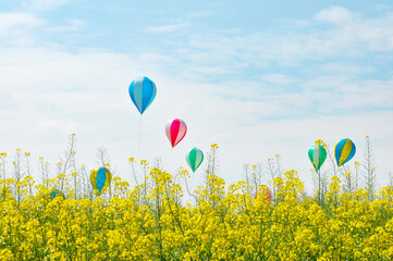Blooming rapeseed and balloons in the sky 