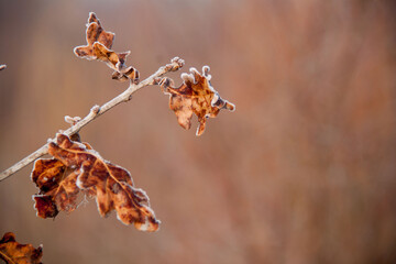 Autumn brown leaves covered with hoarfrost on a blurred background. Copy space. Background of golden leaves on a clean background. Frosts in the forest.