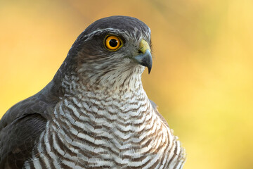 detail of the head of an adult female northern goshawk