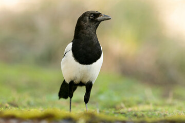 Common magpie in a Mediterranean forest with the first morning lights in a Mediterranean oak and...