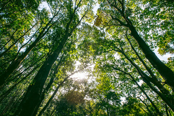 Looking up of summer forest trees