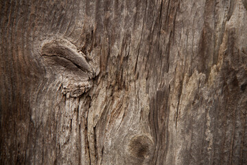 the texture of a tree eaten by a bark beetle