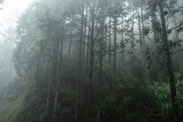 霧に包まれた森 - obrazy, fototapety, plakaty