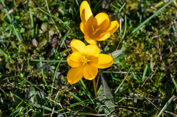 Yellow Crocus growing in a green mossy lawn