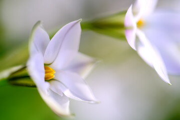 Fototapeta premium Tristagma uniflorum