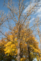 autumn trees with golden leaves.beautiful autumn background