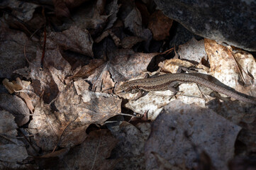 A little Common lizard sunbathing early spring in Kumla Sweden