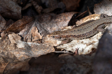 A little Common lizard sunbathing early spring in Kumla Sweden