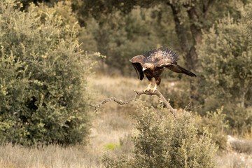 Golden Eagle at first light in its territory within a Mediterranean forest on a cold winter day