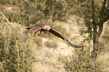 Adult male Golden Eagle flying in a Mediterranean pine and oak forest at first light on a cold winter day