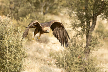 Adult male Golden Eagle flying in a Mediterranean pine and oak forest at first light on a cold winter day