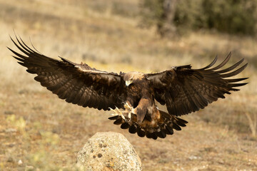 Adult male Golden Eagle arriving at his favorite watchtower within his territory in a Mediterranean forest at the first light of a winter day