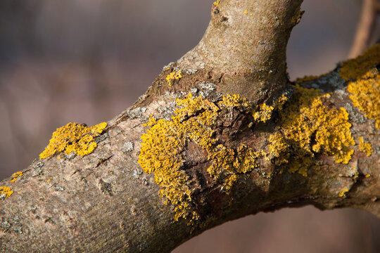 Moss yellow on the tree