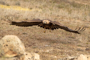 Adult male Golden Eagle arriving at his favorite watchtower within his territory in a Mediterranean forest at the first light of a winter day