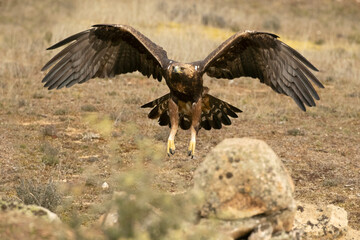 Golden Eagle arriving at its favorite perch within its territory in a Mediterranean forest at first light in the morning