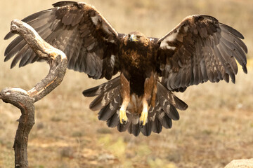 Golden Eagle arriving at its favorite perch within its territory in a Mediterranean forest at first...