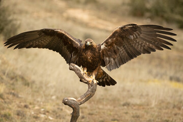 Adult male Golden Eagle arriving at his favorite watchtower within his territory in a Mediterranean...