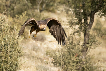 Fototapeta premium Adult male Golden Eagle flying in a Mediterranean pine and oak forest at first light on a cold winter day