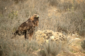 Adult male Golden Eagle perches in a Mediterranean pine and oak forest at first light on a cold winter day