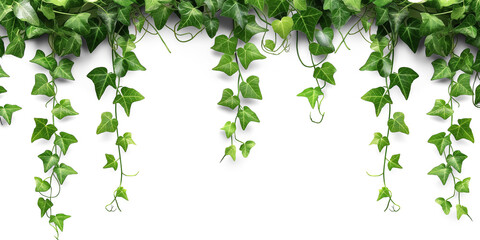 Tropical creeper border hanging, isolated on transparent background