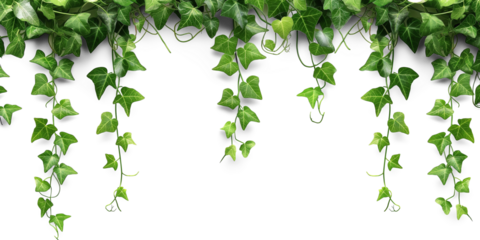 Tropical creeper border hanging, isolated on transparent background