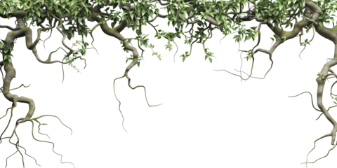 Jungle vines flowing on transparent background